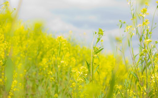 【桜花】菜の花たち