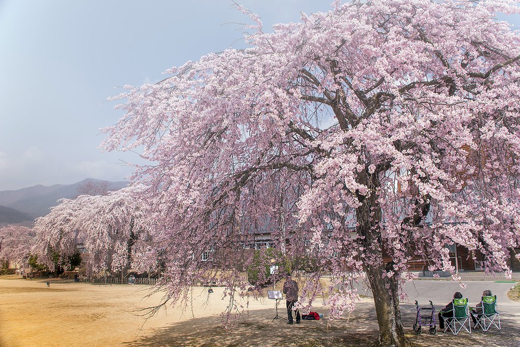 【桜花】ドライブ紀行　杵原学校