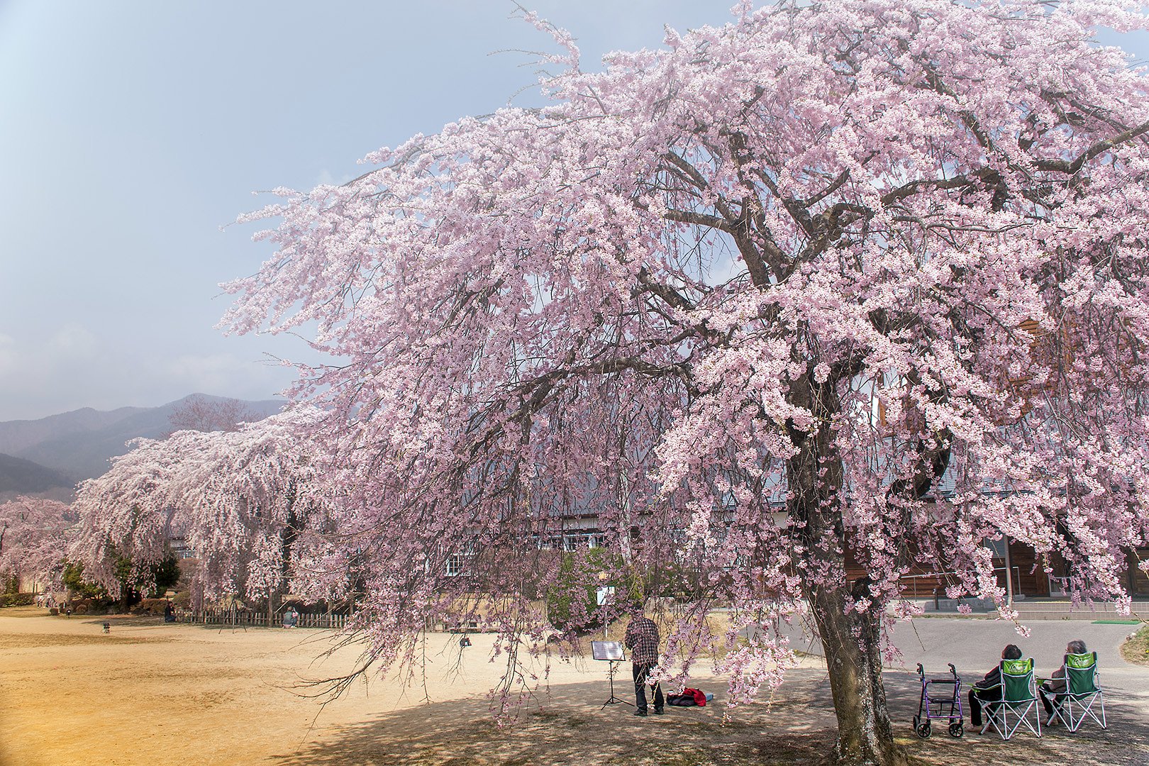 【桜花】ドライブ紀行　杵原学校