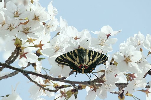 ギフチョウ