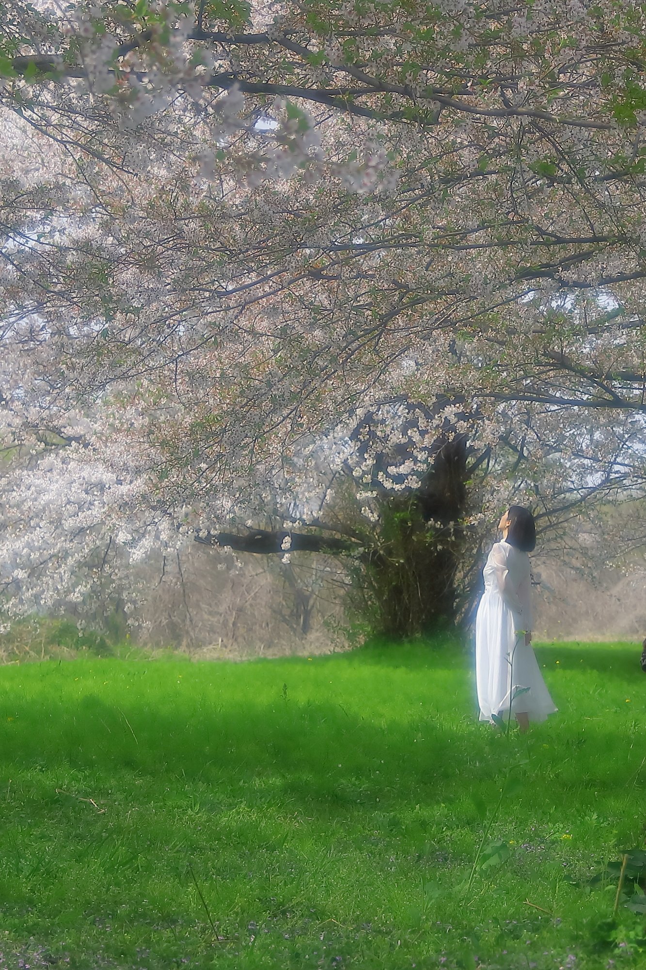 桜花の本にキラリ・・・