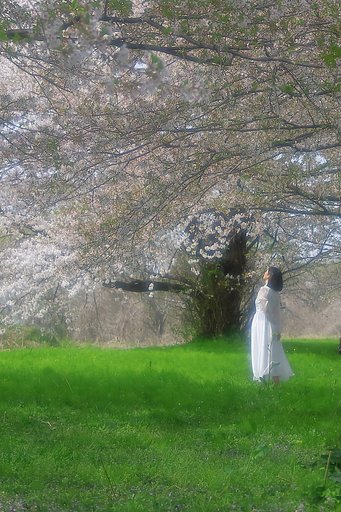 桜花の本にキラリ・・・