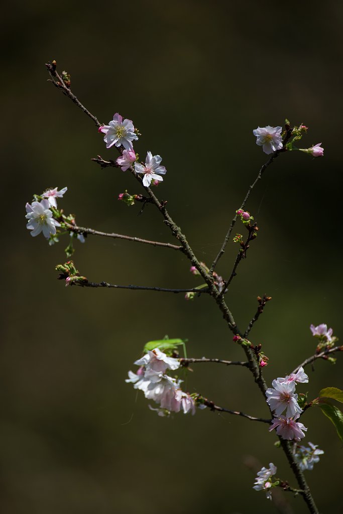 十月桜１