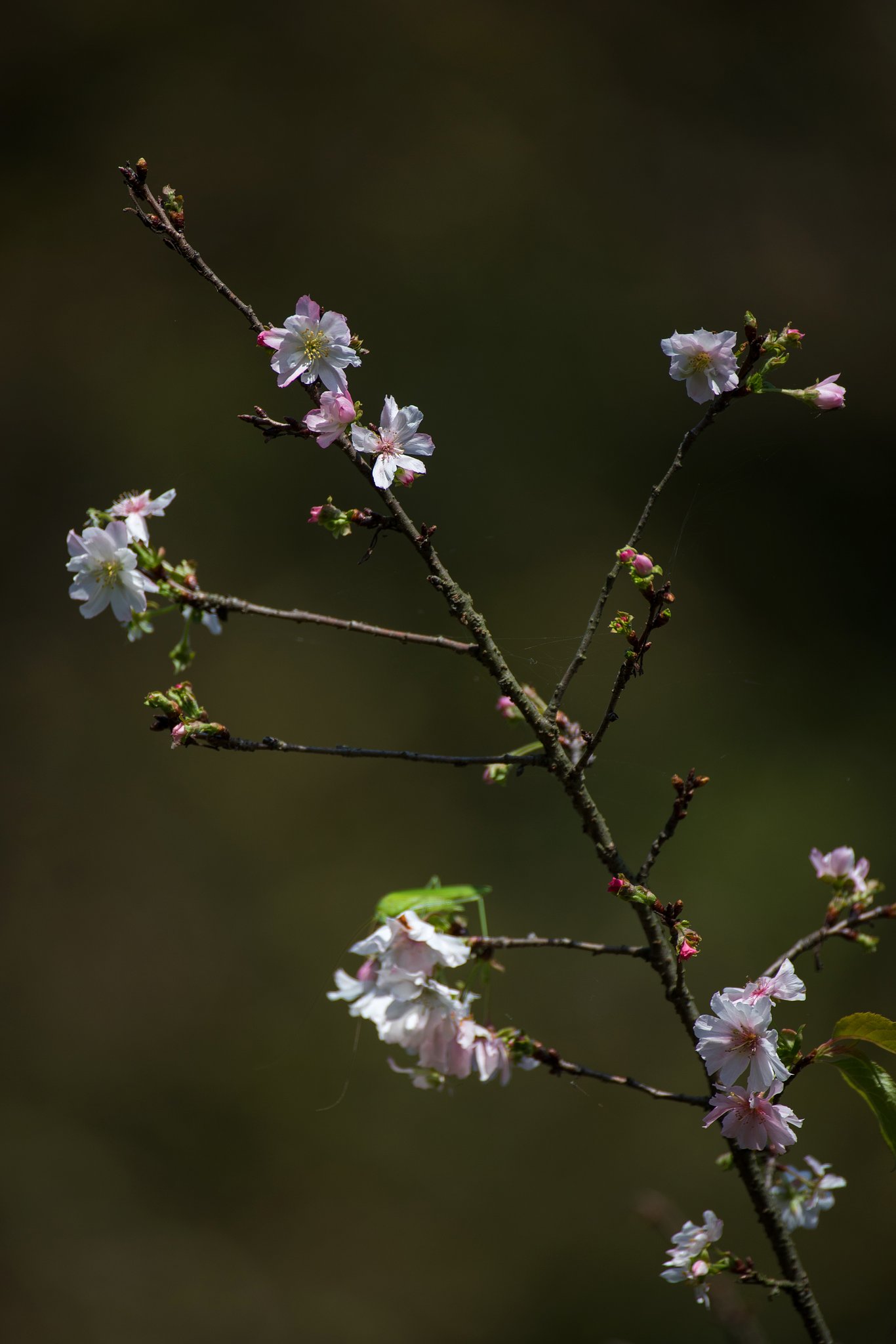 十月桜１