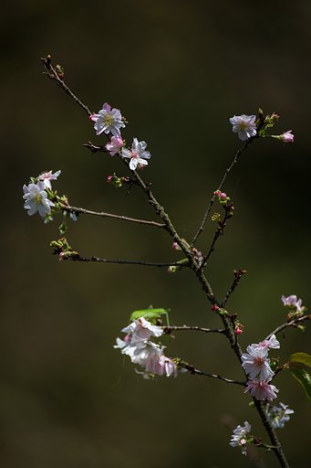 十月桜１