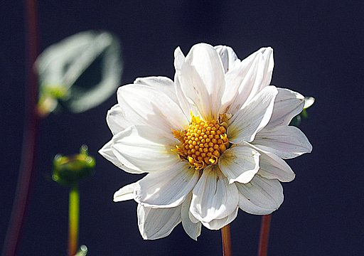白いダリア