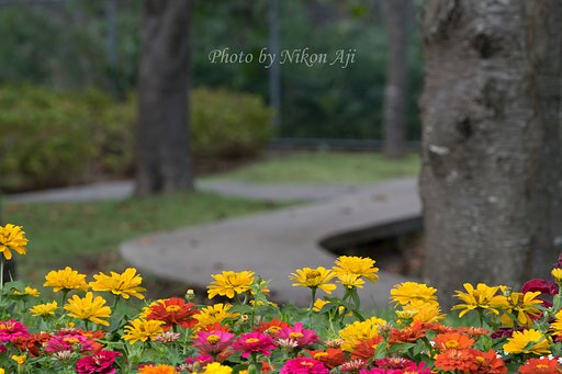 成田「さくらの山公園」