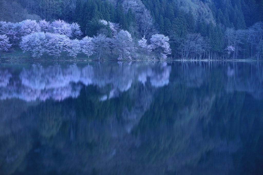 蒼の桜