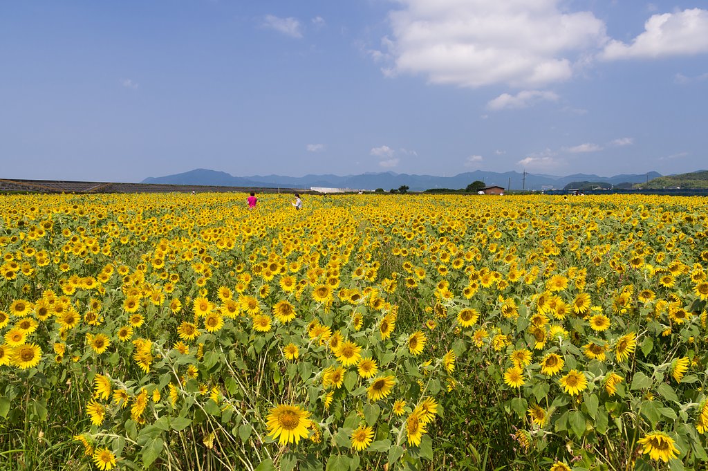 花の海