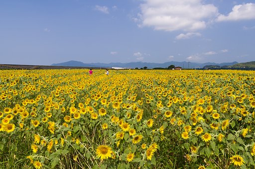 花の海