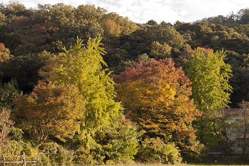 紅葉の気配が
