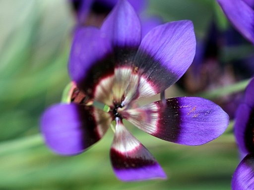 好きな色の花をＵＰで