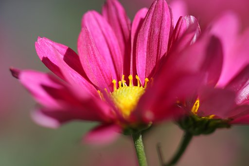 小菊