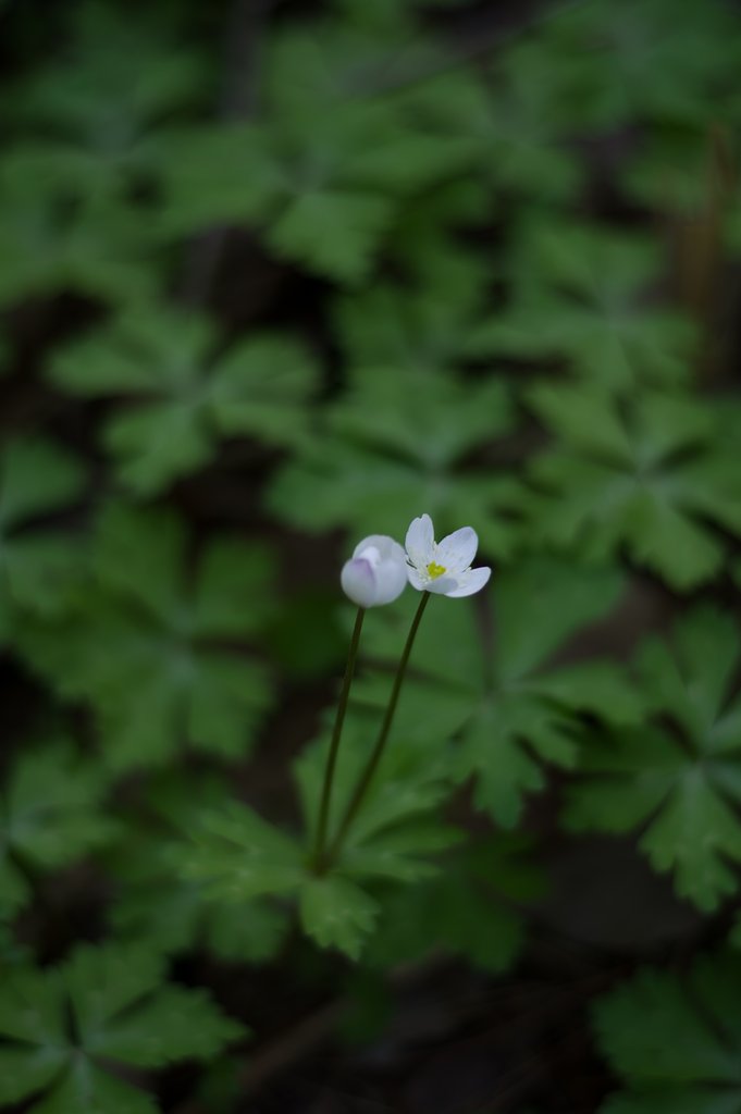 ニリンソウ