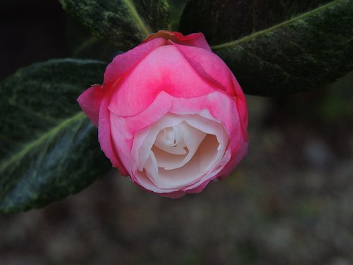 山茶花  ‘朝倉’