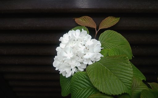 早朝【散歩】の楽しみは