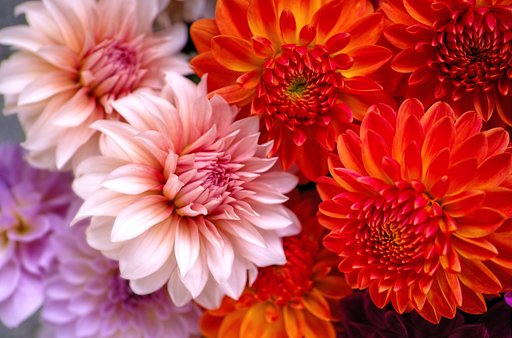 ダリアの花籠