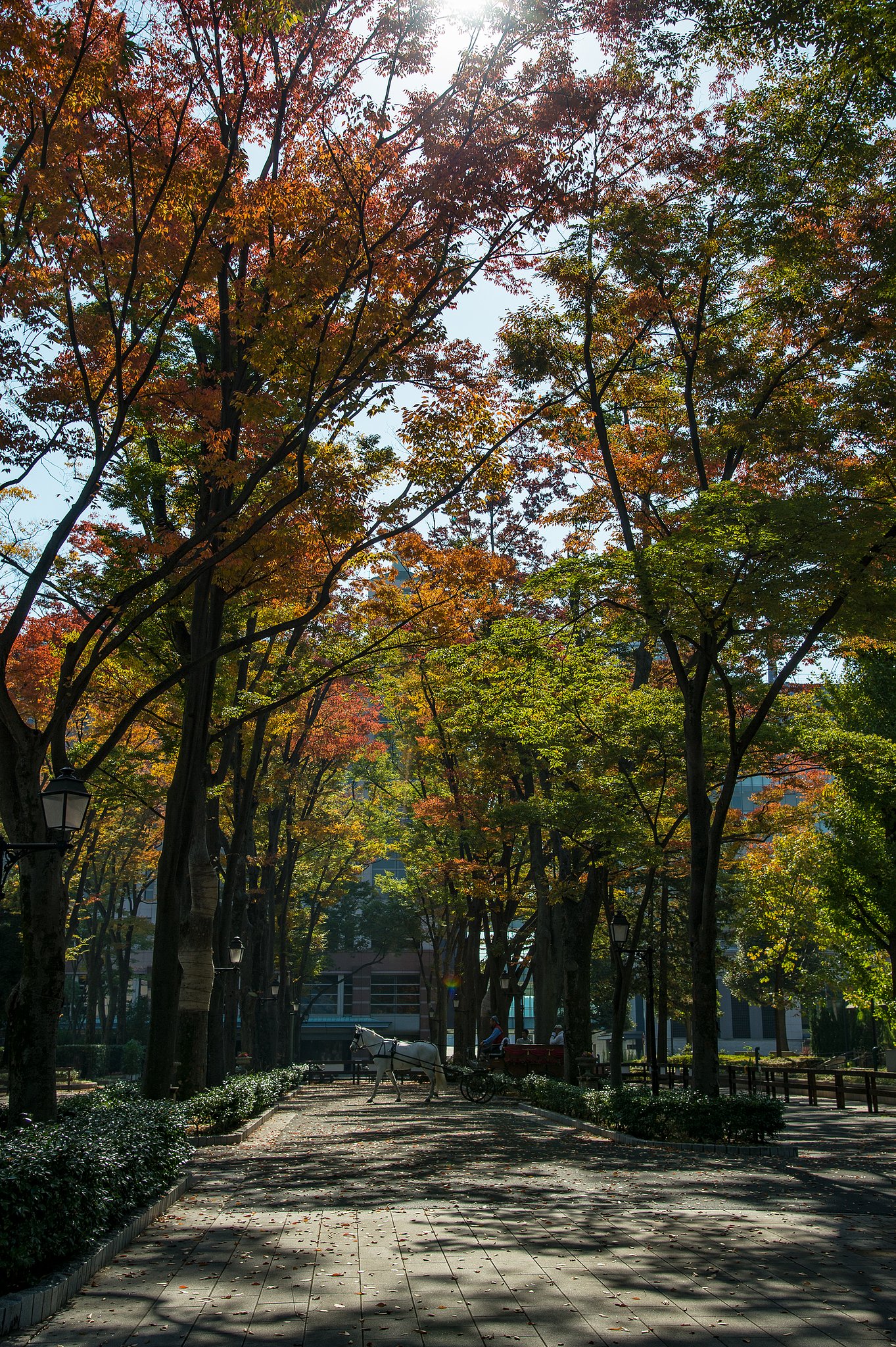 競馬場の紅葉