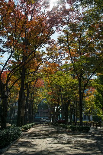 競馬場の紅葉