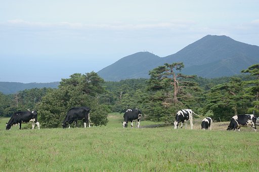 放牧場