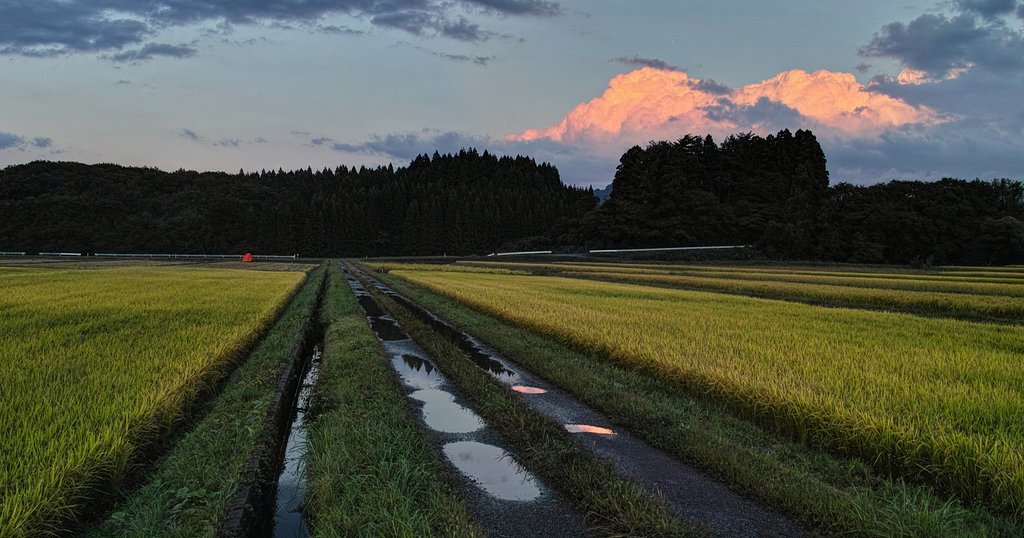 水田と積乱雲