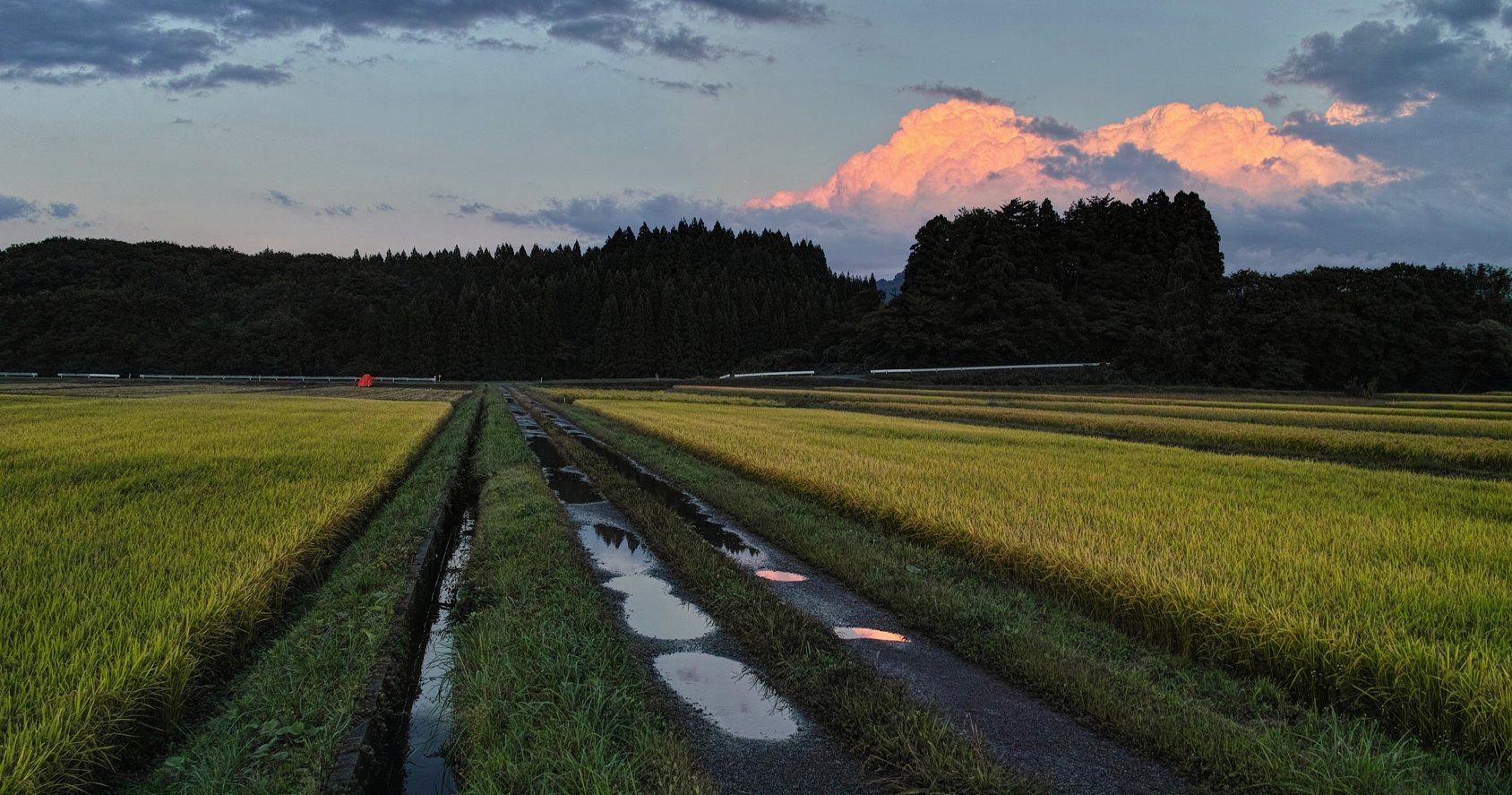 水田と積乱雲