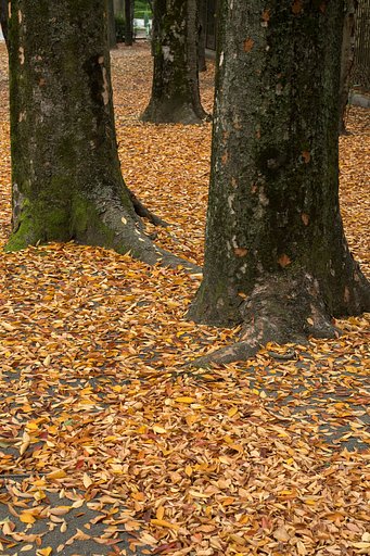 散歩道の紅葉２