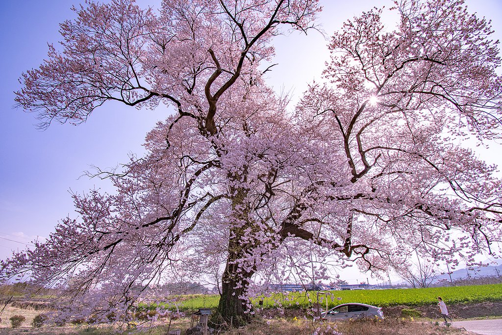 【桜花】ドライブ紀行　新田原の一本桜②