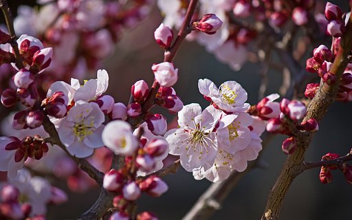 「豊後」赤萼の一重白梅