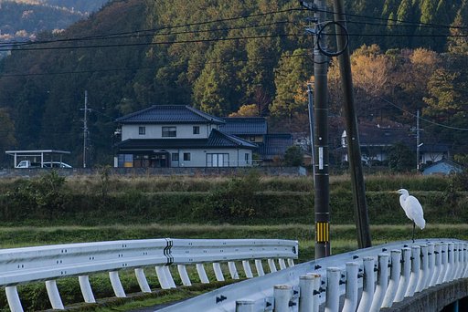 鳥の野次馬