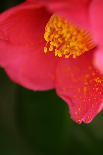 ひっそりと咲く椿の花