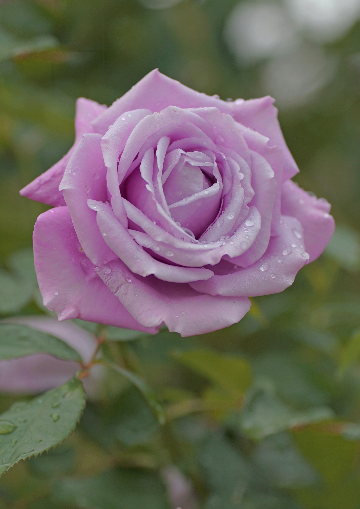 秋薔薇２
