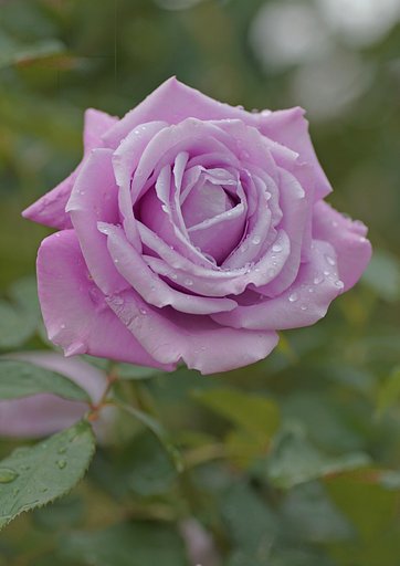 秋薔薇２