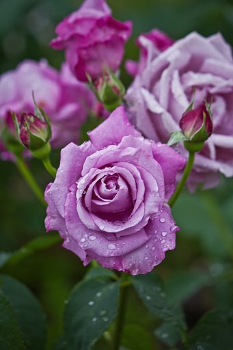 春薔薇シャルル ドゥ ゴール