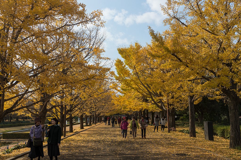 昭和記念公園の紅葉