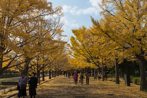 昭和記念公園の紅葉