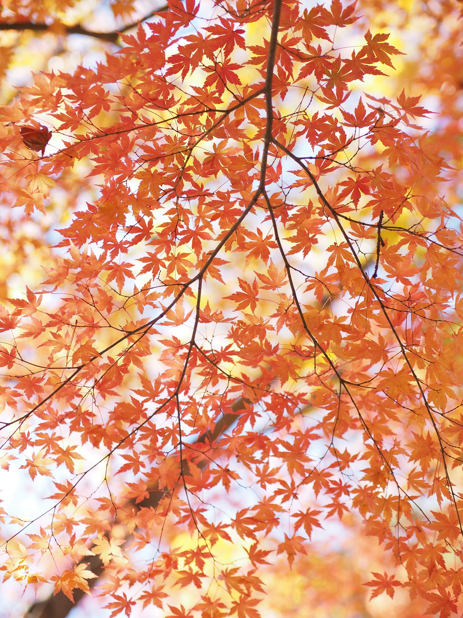 モミジの羽織り