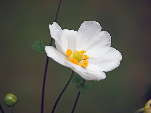 白い秋明菊