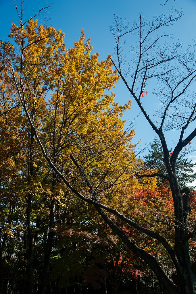 紅葉最盛期