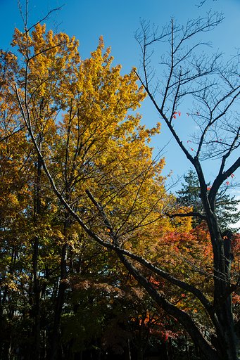 紅葉最盛期