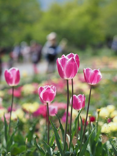 芝桜の丘の花壇