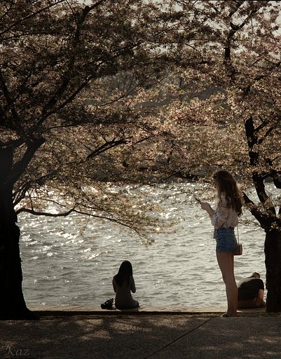 桜と女性