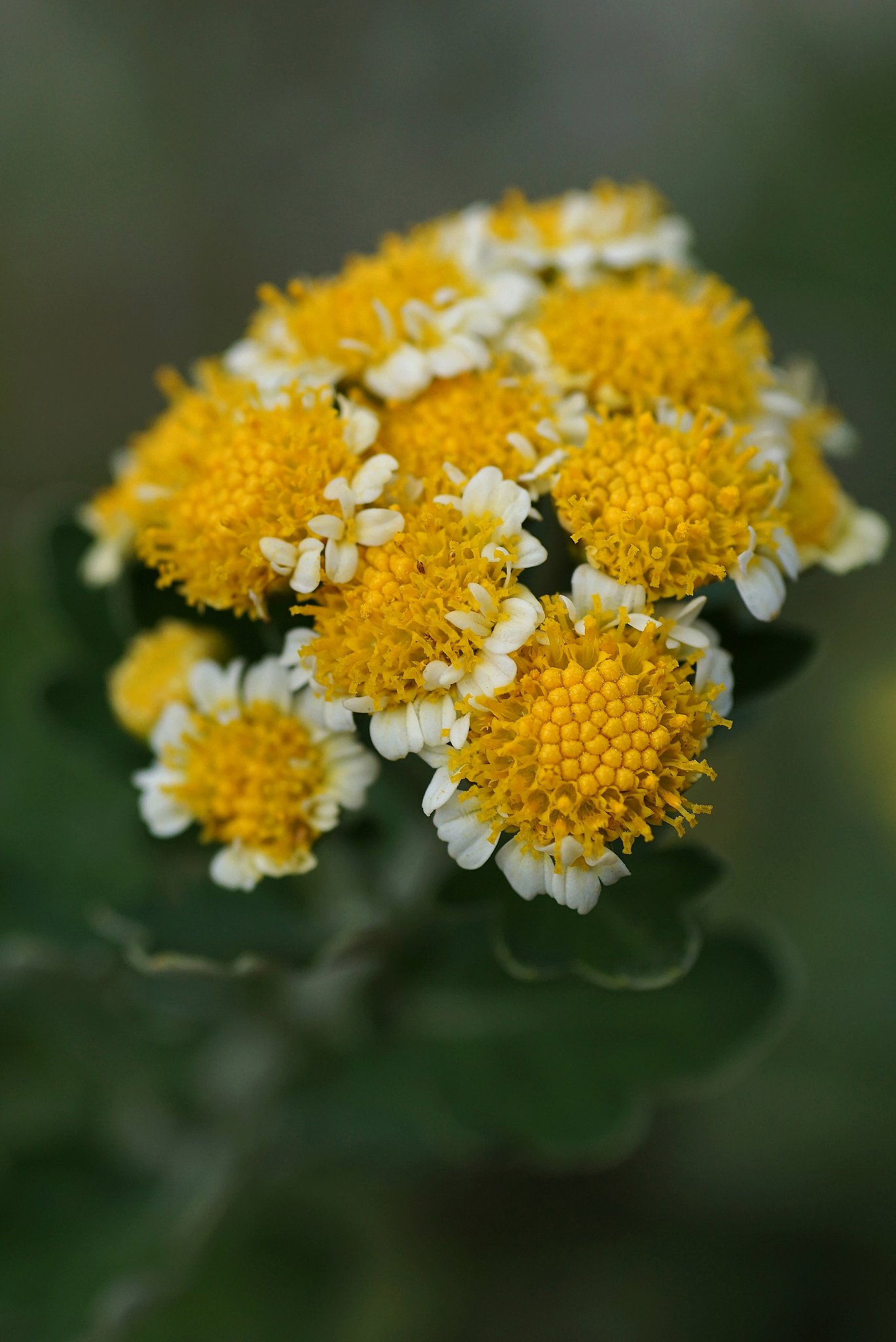 花磯菊
