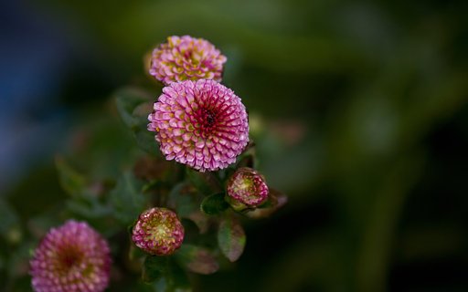 小さなポンポン菊