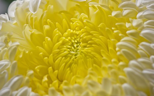 大輪菊ふわり