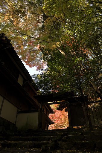 晩秋のお出迎え