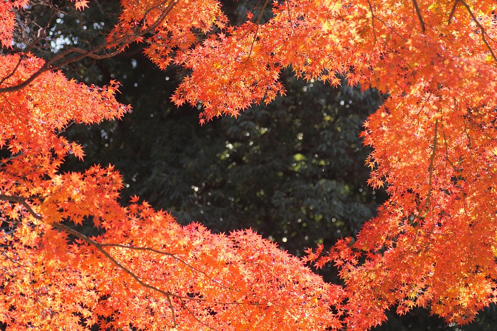 紅葉