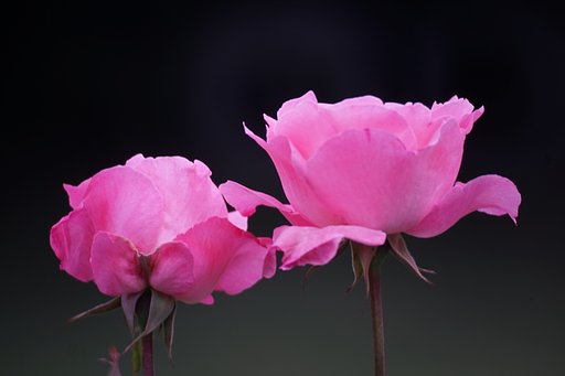 春のバラ