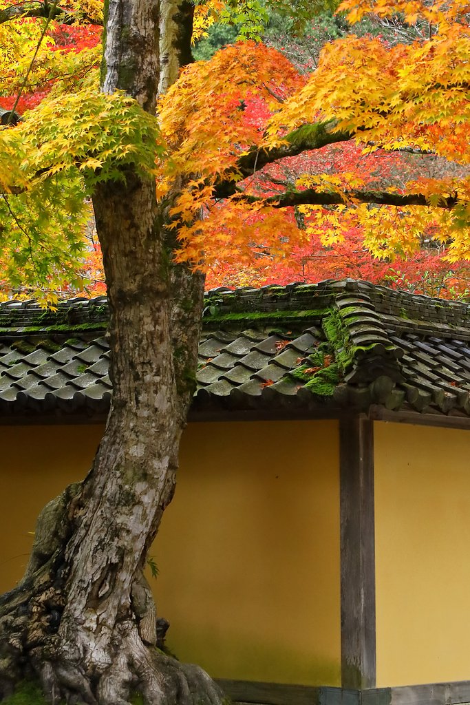 西明寺