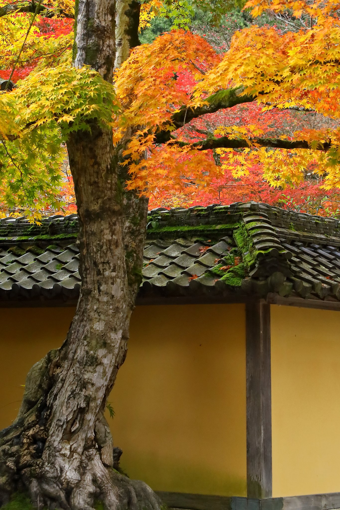 西明寺